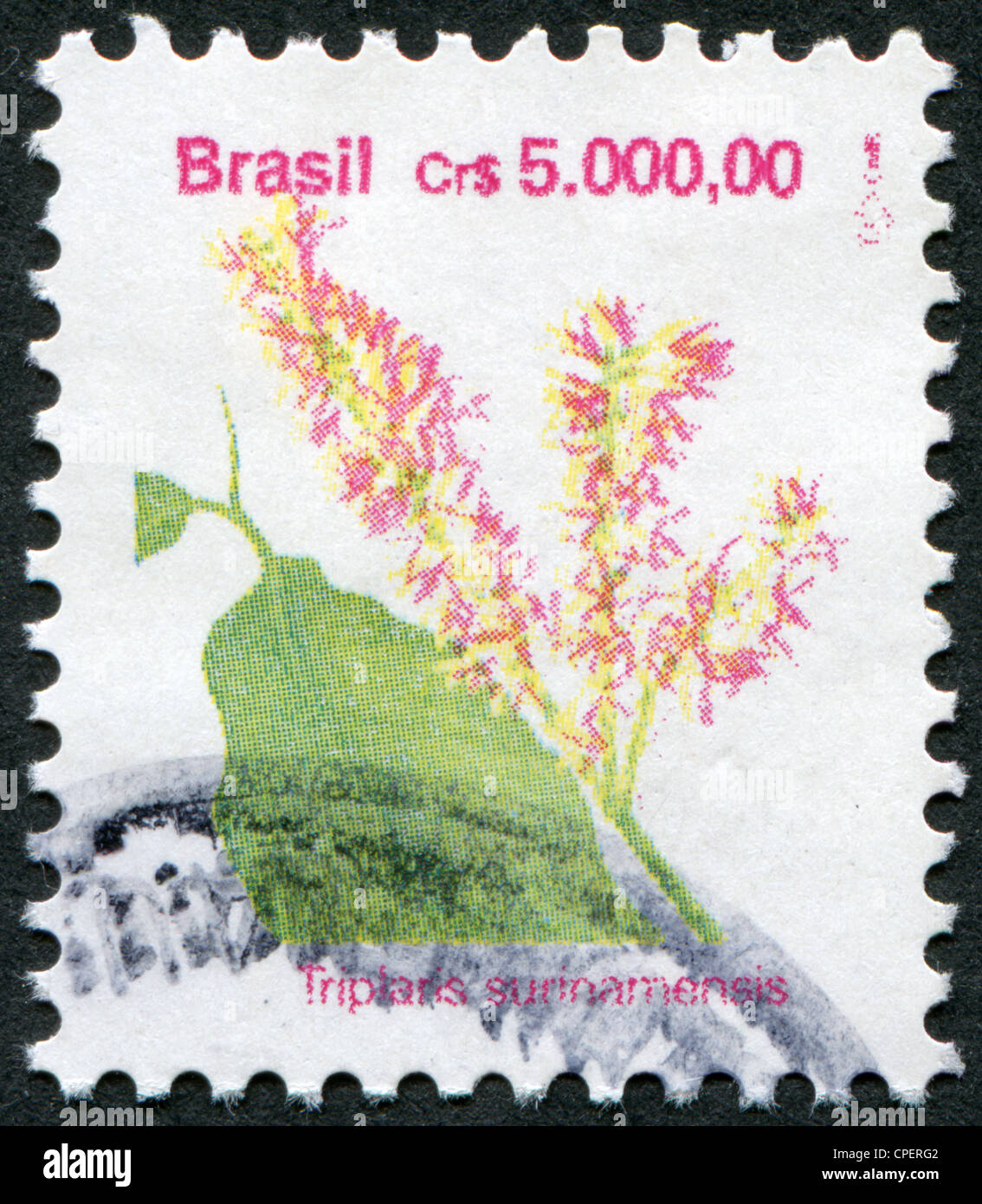 BRAZIL - CIRCA 1989: Postage stamps printed in Brazil, shows a flower Triplaris surinamensis (Tachi), circa 1989 Stock Photo