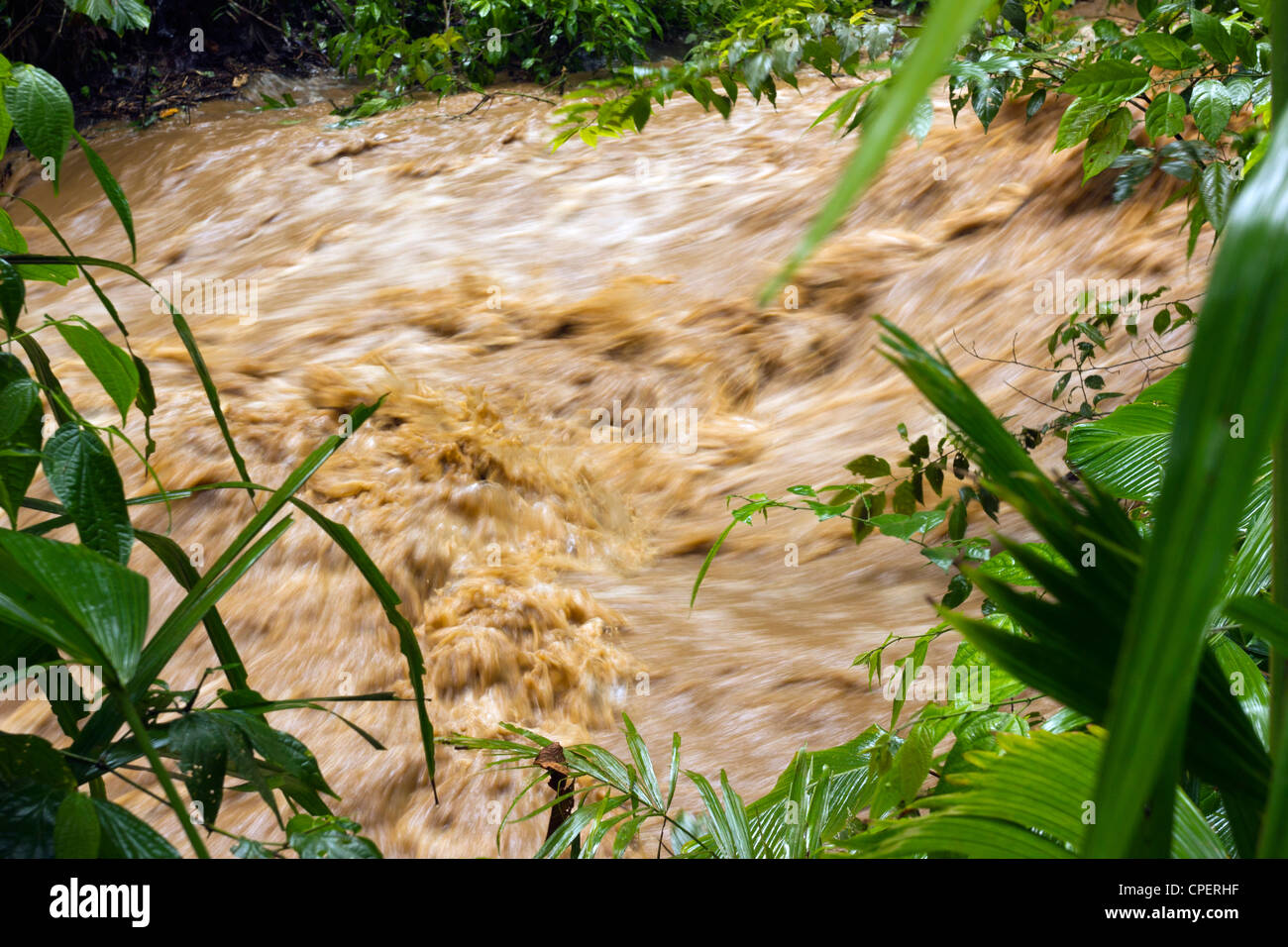 Mud and water pouring down a jungle watercourse after very heavy rain ...