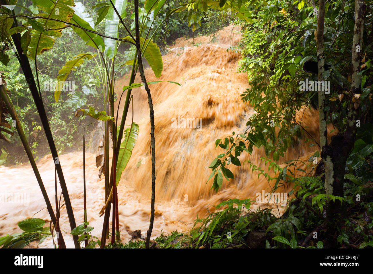 Mud and water pouring down a jungle watercourse after very heavy rain ...