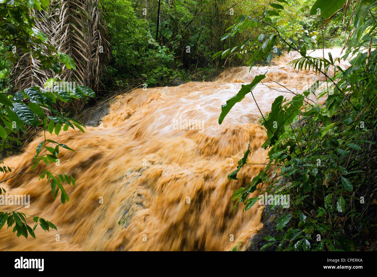 Mud and water pouring down a jungle watercourse after very heavy rain ...