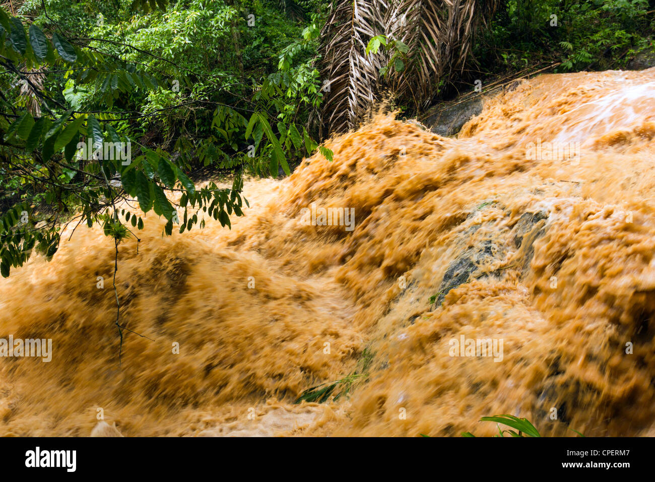 Mud and water pouring down a jungle watercourse after very heavy rain ...