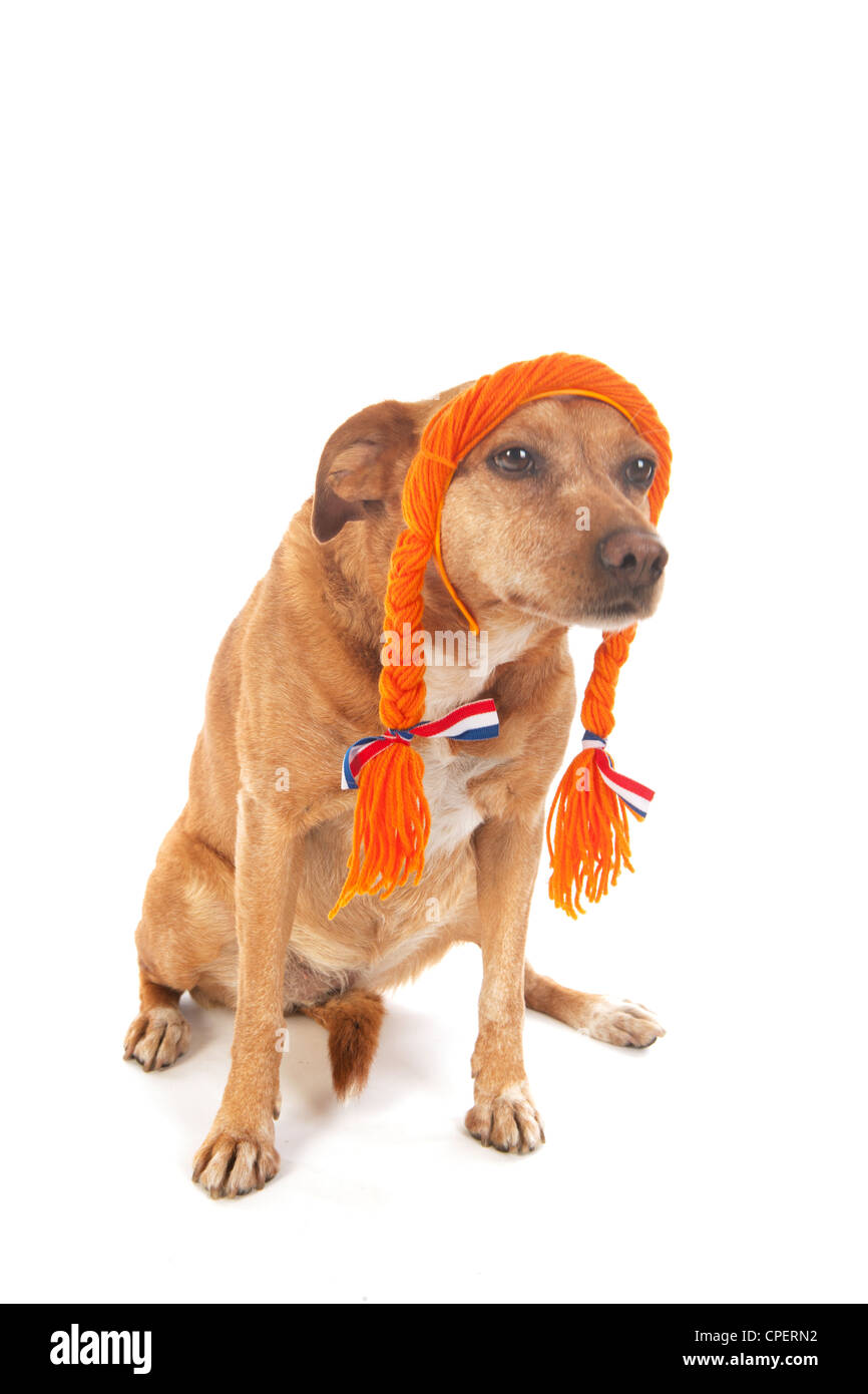 Funny Dutch dog as Soccer fan Stock Photo Alamy