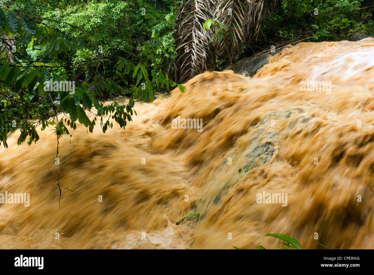 Mud and water pouring down a jungle watercourse after very heavy rain ...