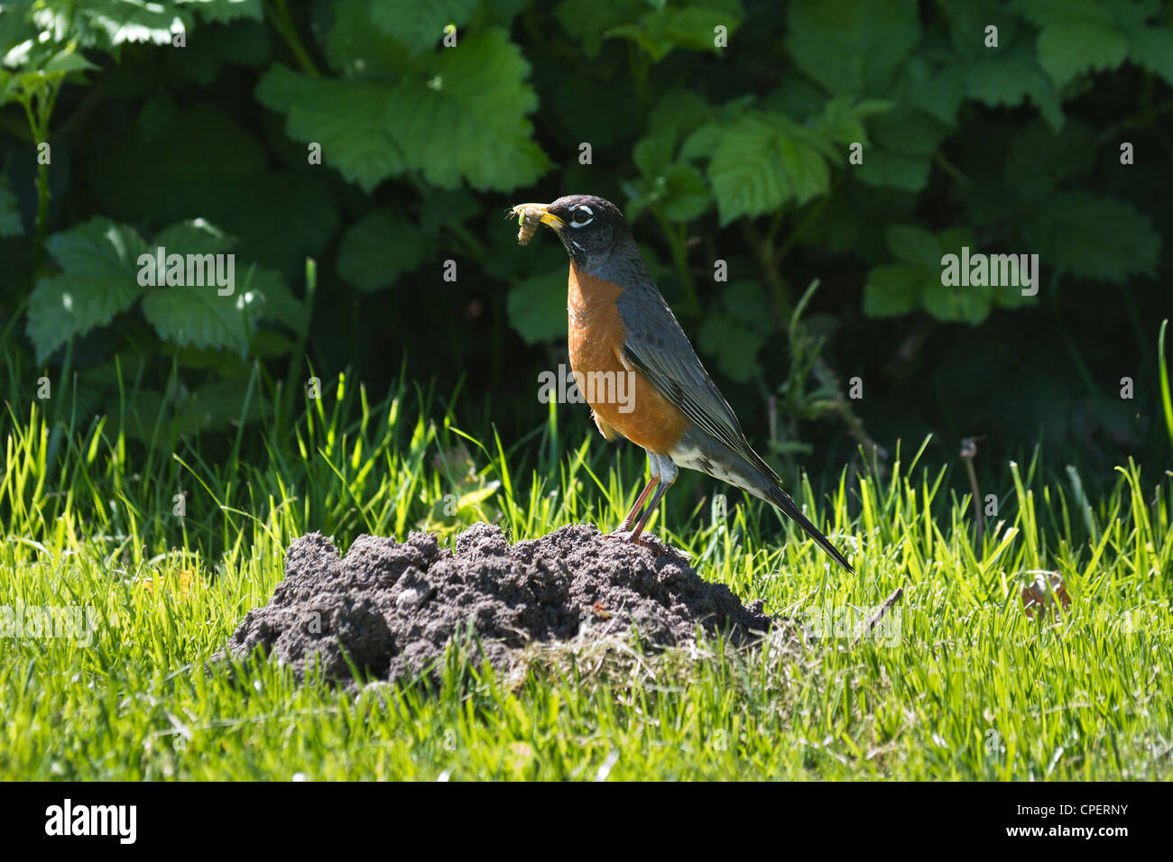 American Robin with Worm Stock Photo