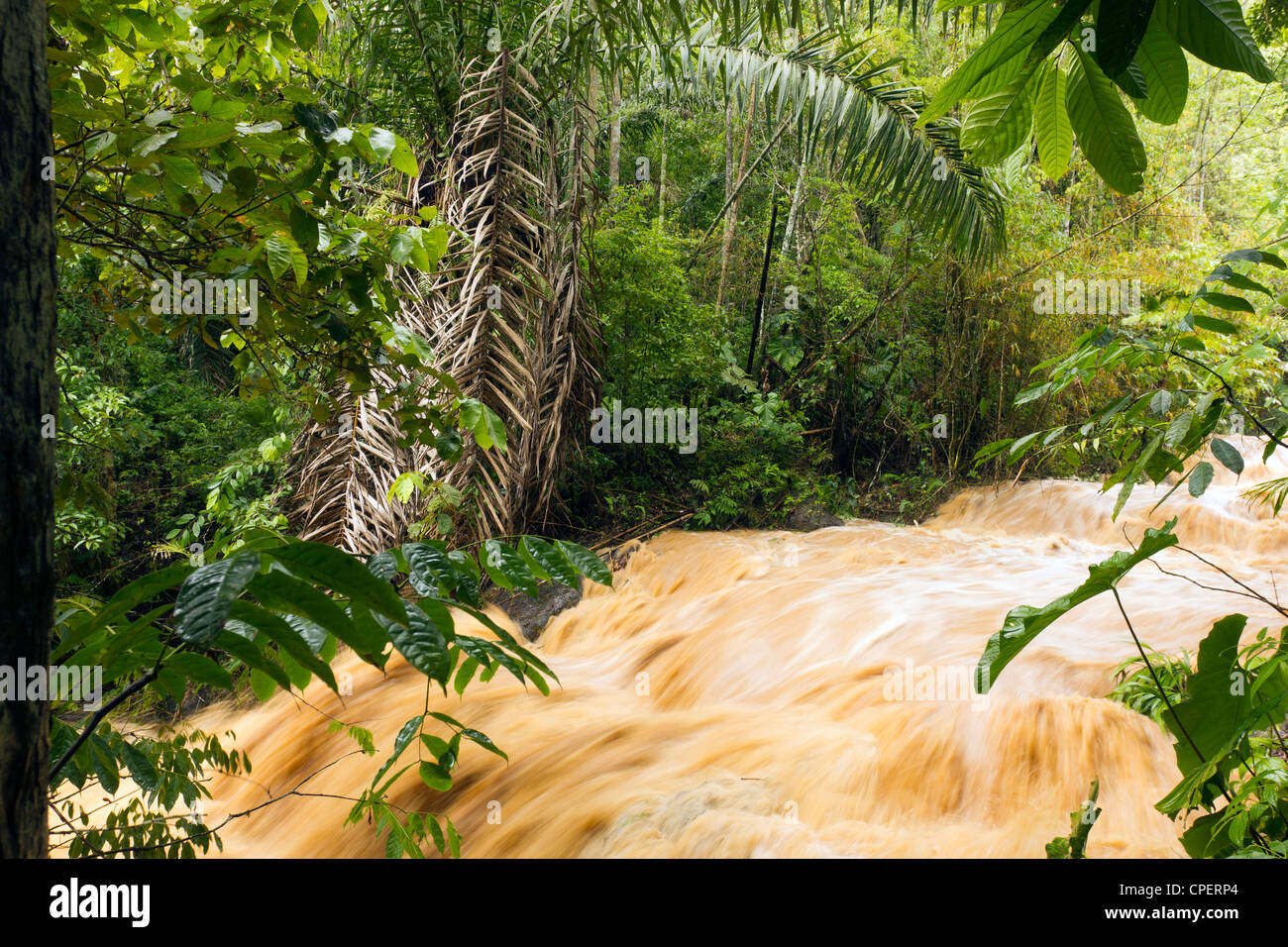 Mud and water pouring down a jungle watercourse after very heavy rain ...