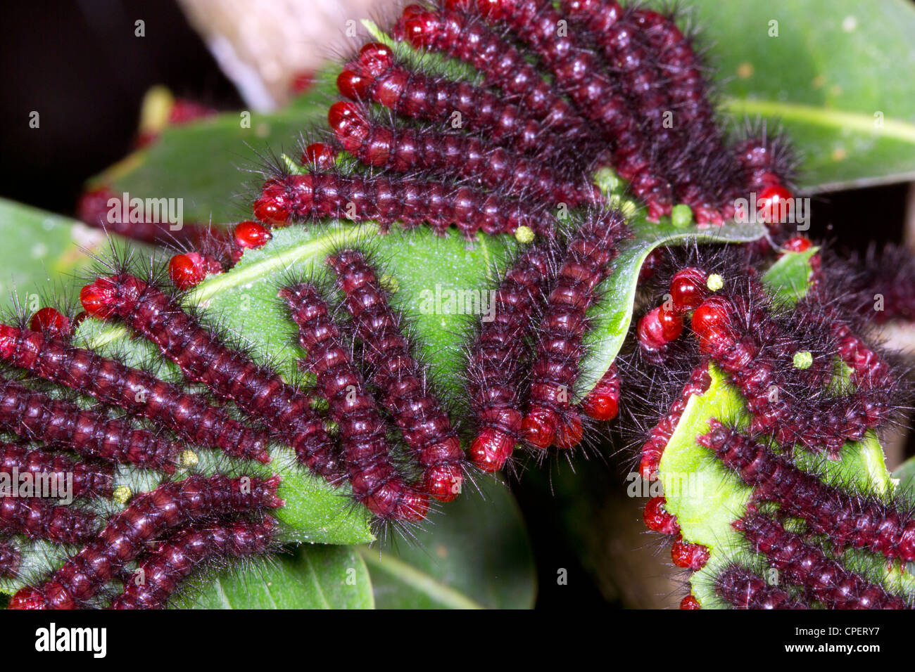 Caterpillars on a bush in rainforest on the Pacific coast of Ecuador Stock Photo