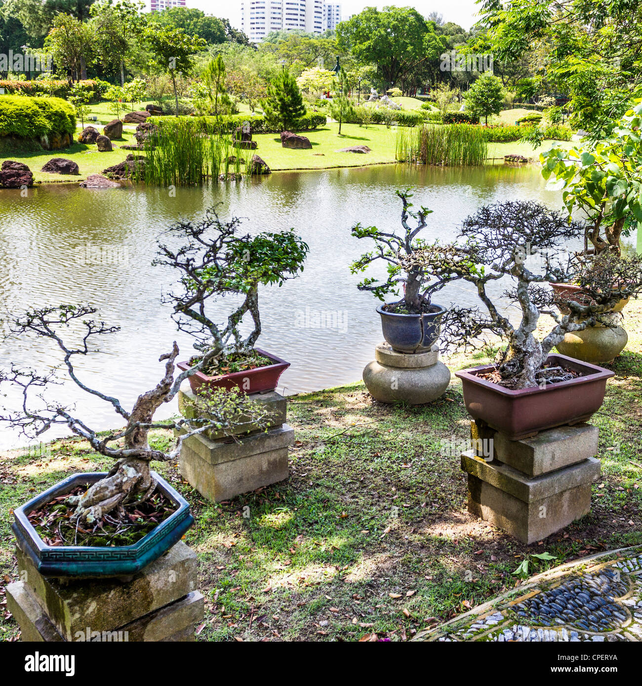 Bonsai plants in the Chinese Gardens, Singapore Stock Photo - Alamy