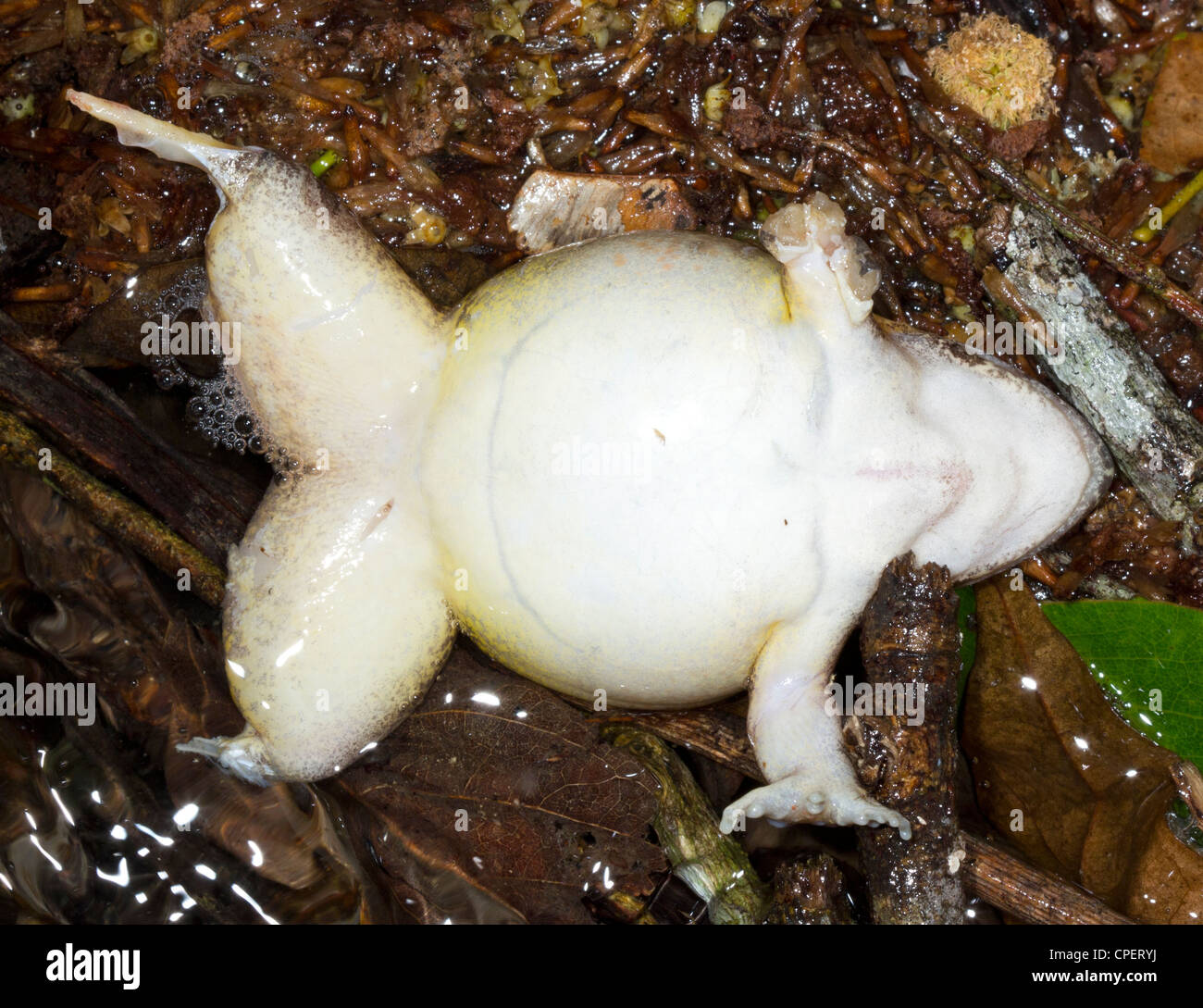 Frog Dead Body Stock Photos - 590 Images