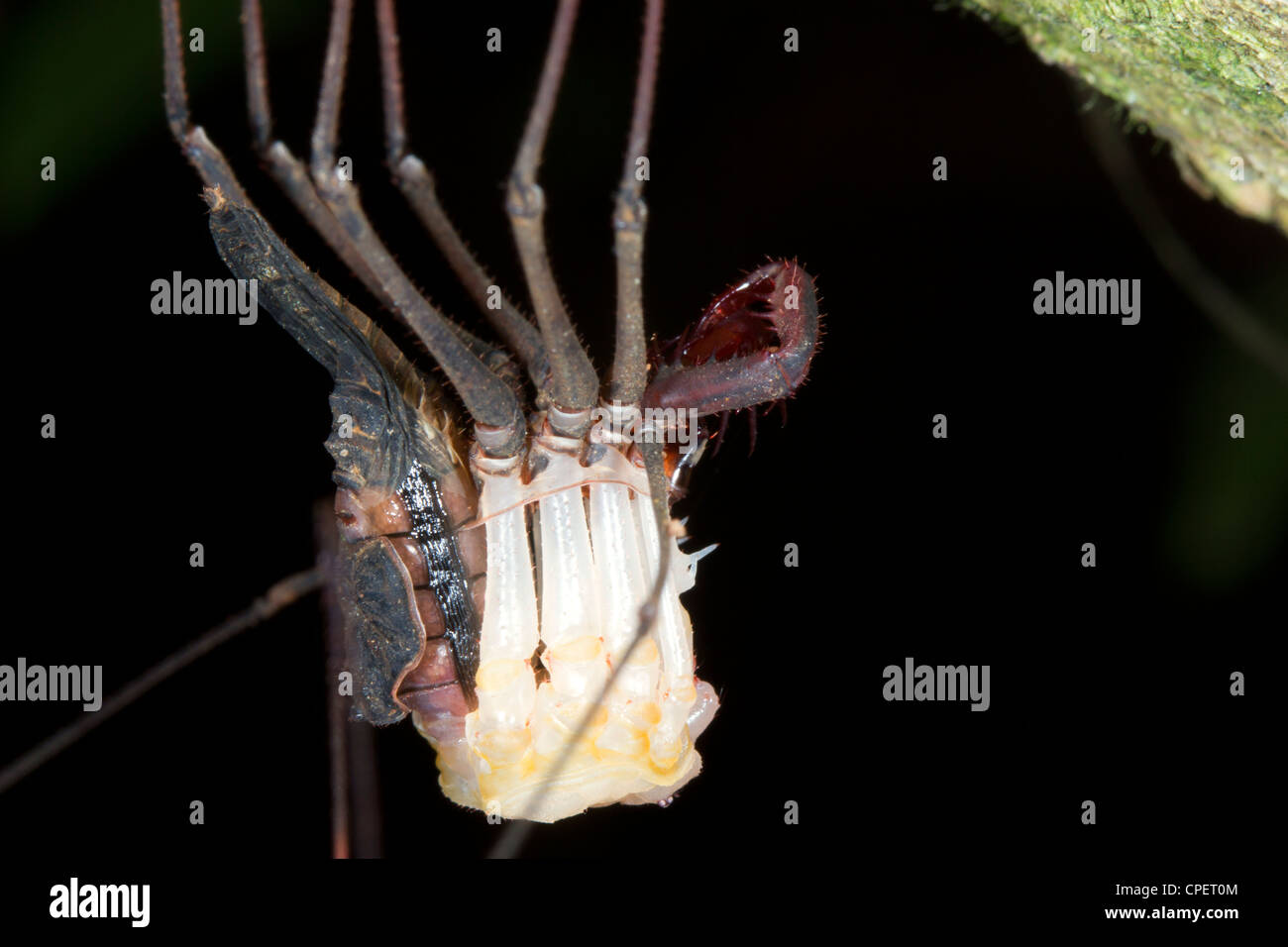 Tail-less whipscorpion shedding its skin Stock Photo