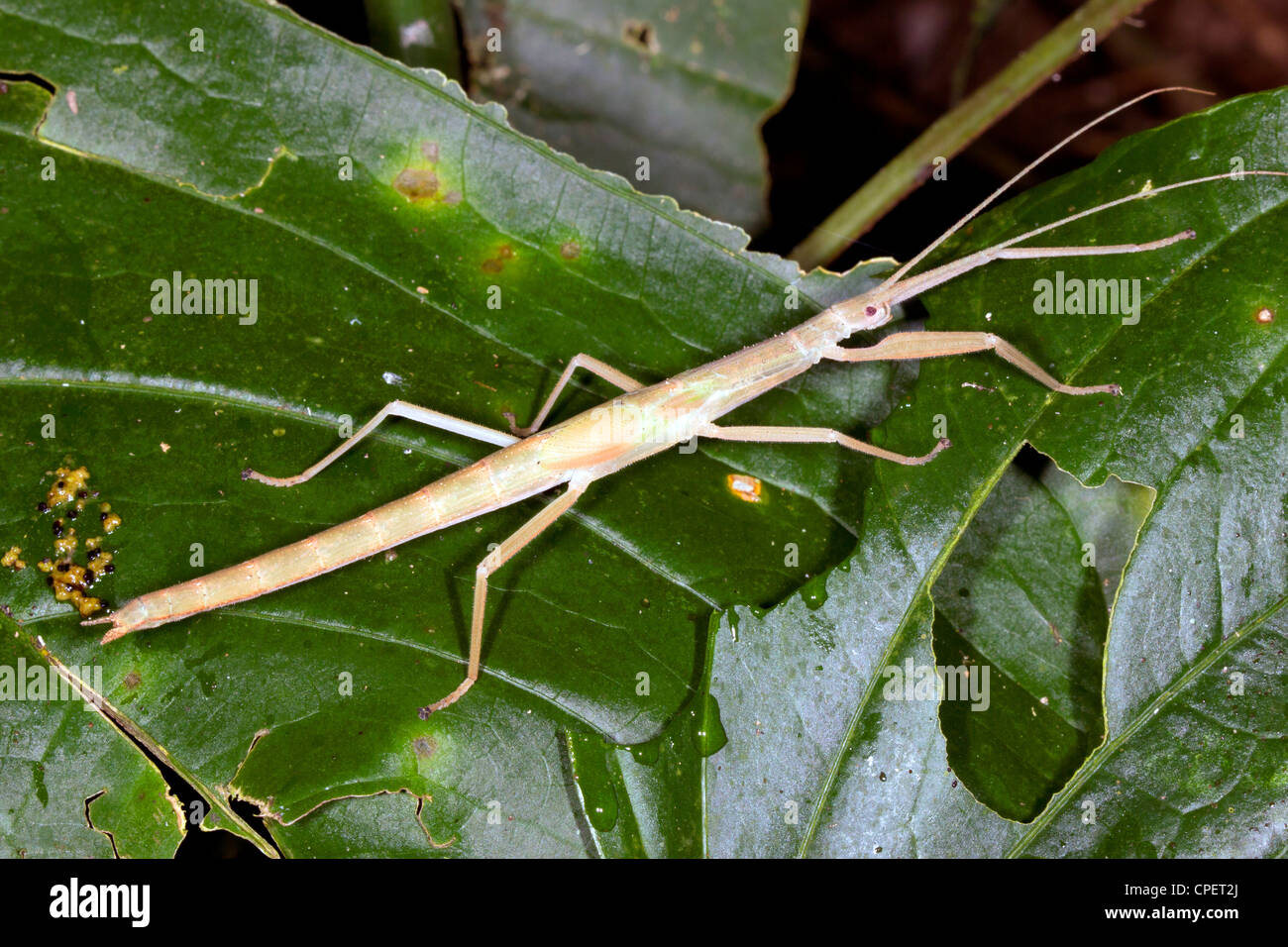 Stick Insect (Phasmid) in the rainforest understory, Ecuador Stock Photo