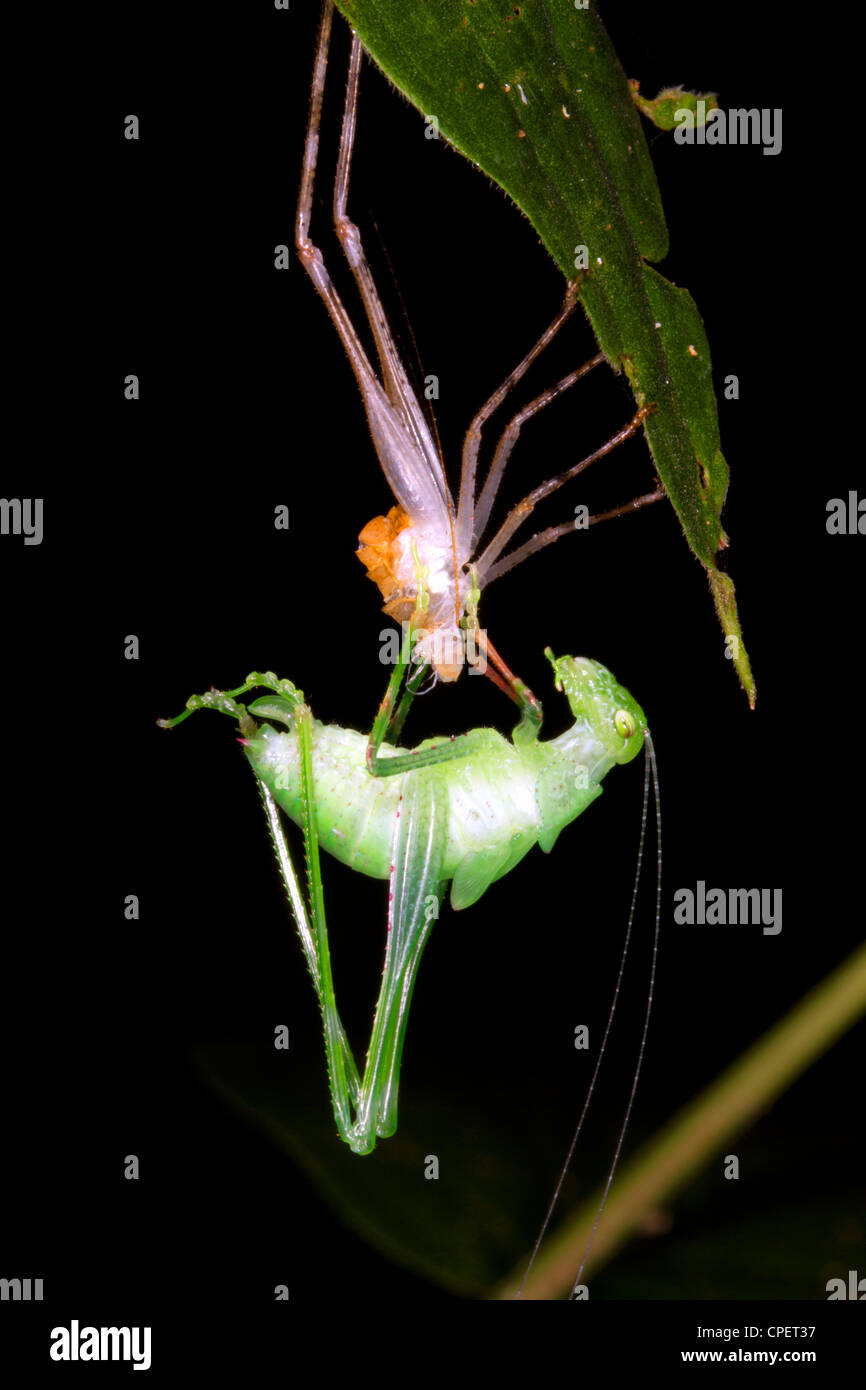 Tropical katydid changing its skin Stock Photo