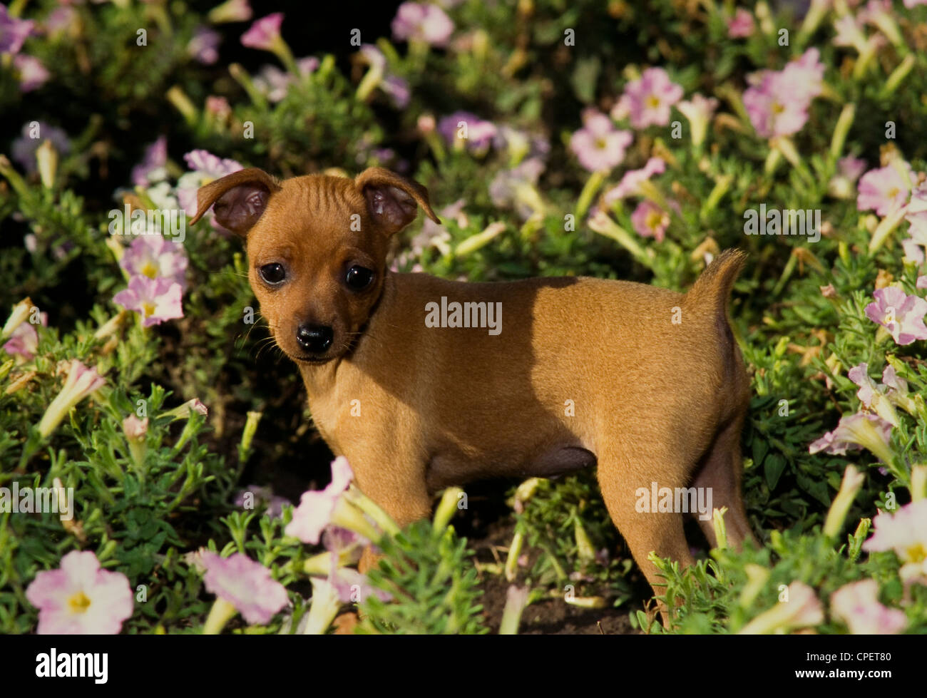 Miniature pinscher puppy in flowers Stock Photo