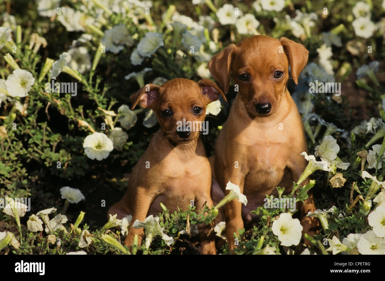 Two Miniature Pinschers sitting in flowers Stock Photo