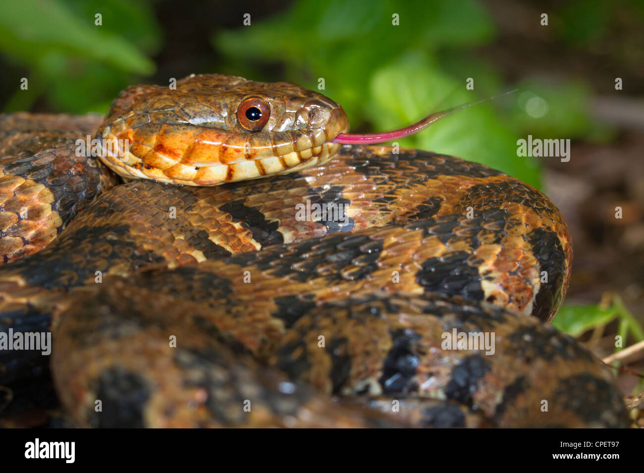 Northern water snake (Nerodia sipedon) portrait (Georgia, USA). Stock Photo