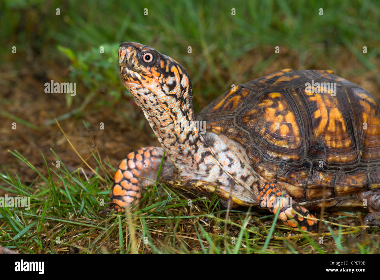 Eastern box turtle hi-res stock photography and images - Alamy