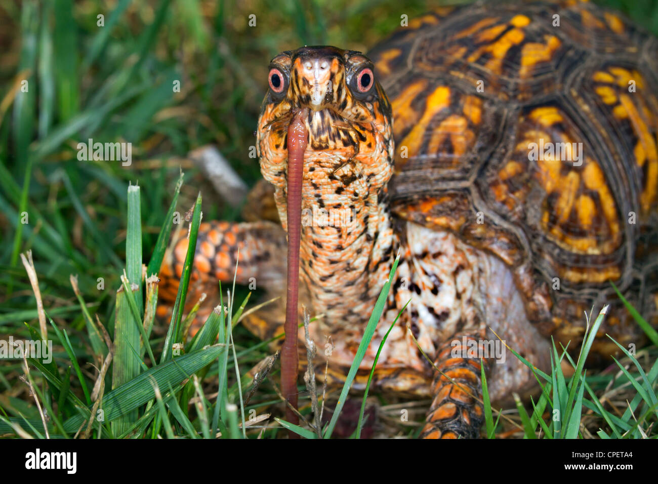 Eastern box turtle (Terrapene carolina) eating an earthworm