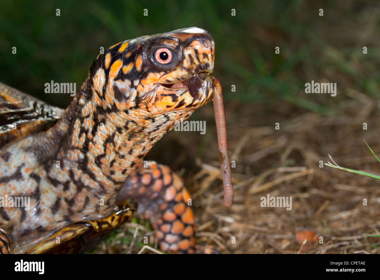 Eastern box turtle (Terrapene carolina) eating an earthworm (Georgia, USA). Stock Photo