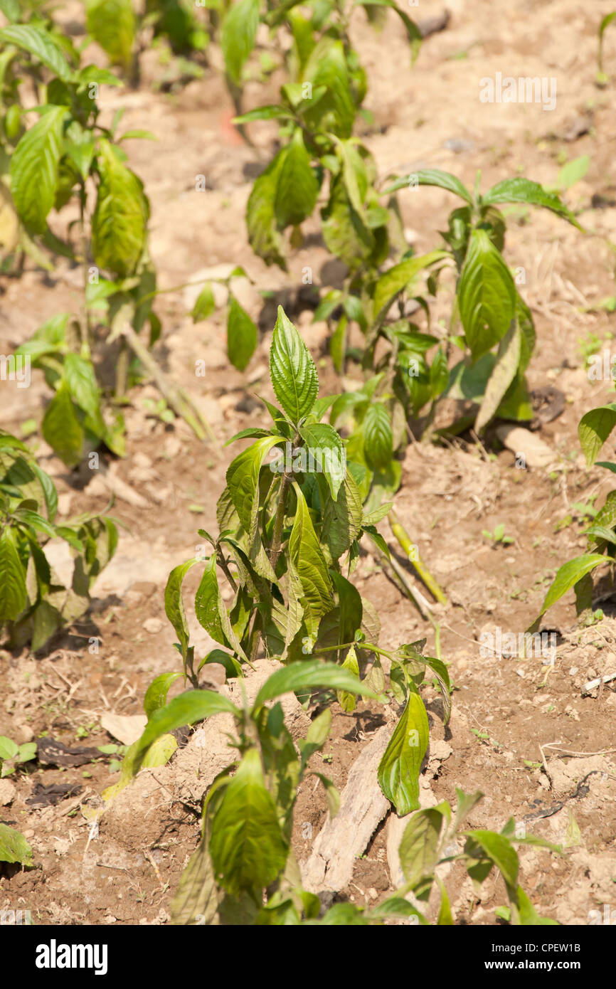 Indigo field hi-res stock photography and images - Alamy