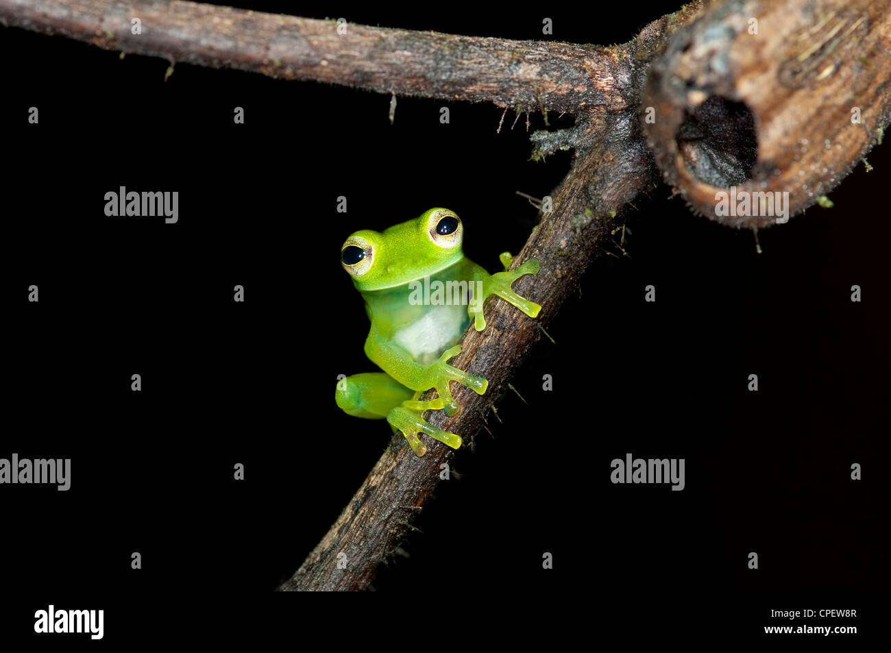 Glas frog Cochranella midas, sitting on a branch in the Tiputini rain forest, Yasuni National Park, Ecuador Stock Photo