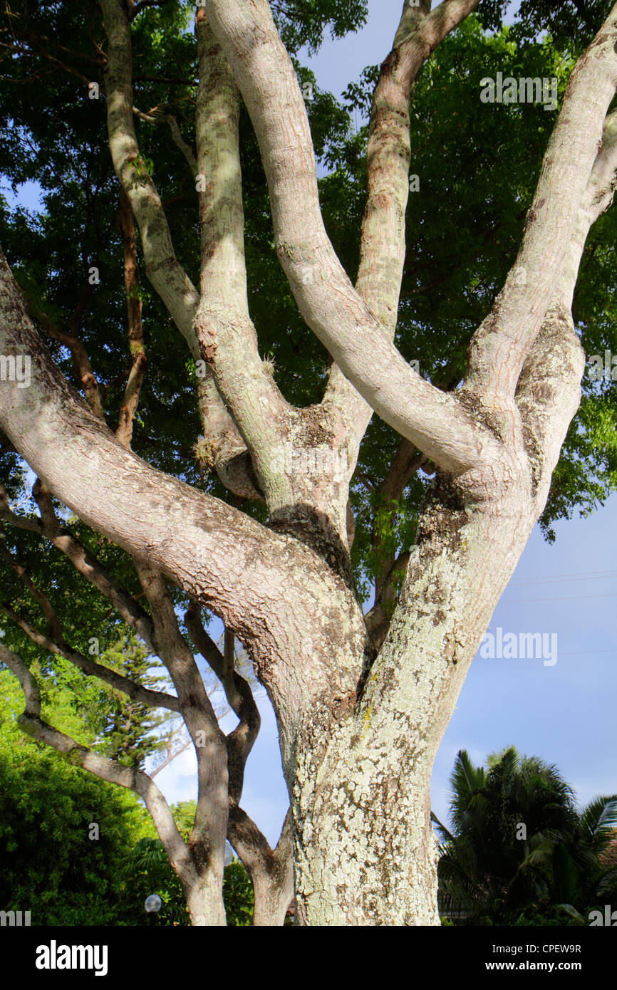 Boca Raton Florida,Palm Beach County,East Camino Real,gumbo limbo tree trees,trunk,branches