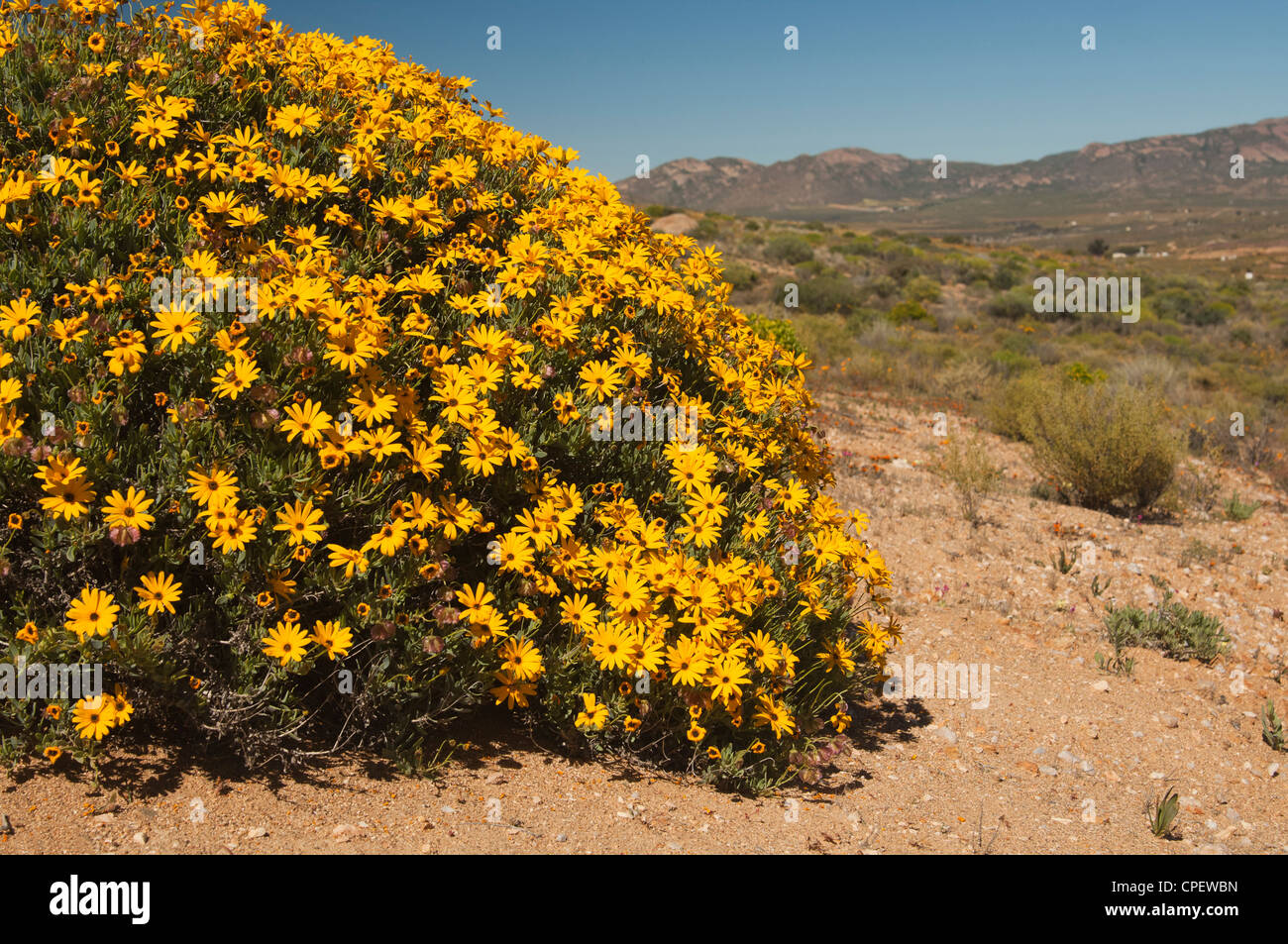 Yellow-flowering shrub of Skaapbos, Tripteris oppositifolia, Namaqualand, Northern Cape province, South Africa Stock Photo