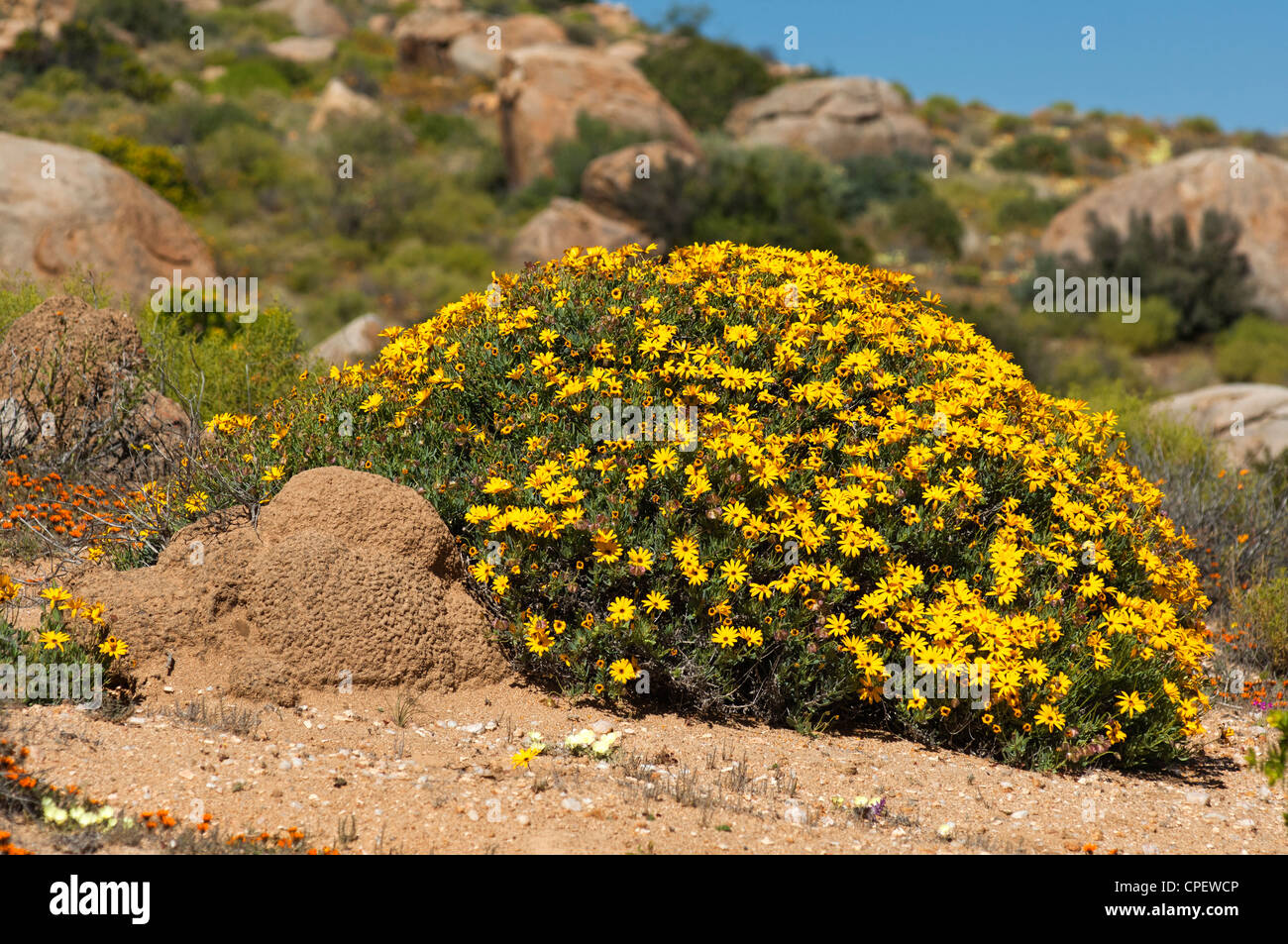 Yellow-flowering shrub of Skaapbos, Tripteris oppositifolia, Namaqualand, Northern Cape province, South Africa Stock Photo