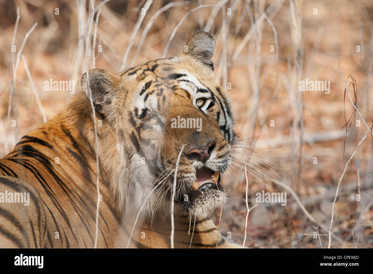 Waghdoh or Scarface huge dominant male Tiger at Tadoba, India. ( Panthera Tigris ) Stock Photo
