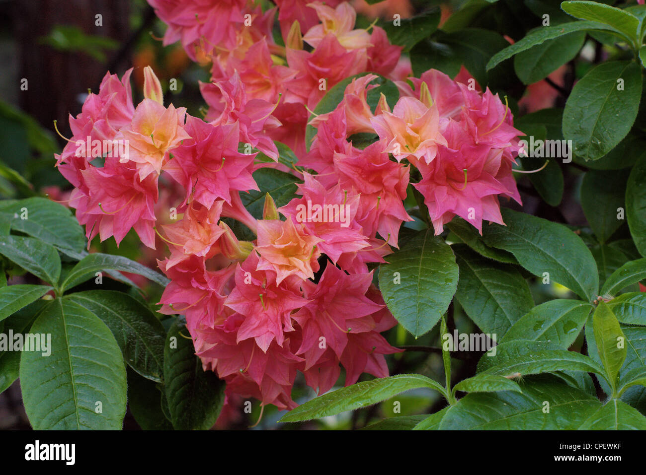 Red orange Rhododendron 'Norma' blooming Stock Photo