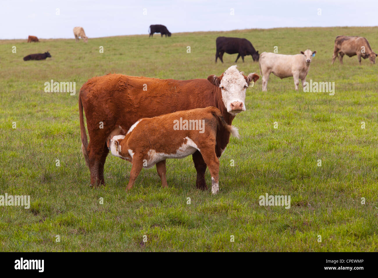 A calf suckling in the field -  California USA Stock Photo