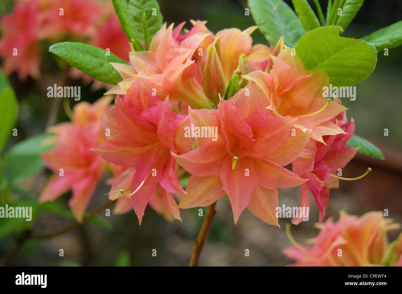 Red orange Rhododendron 'Norma' blooming Stock Photo
