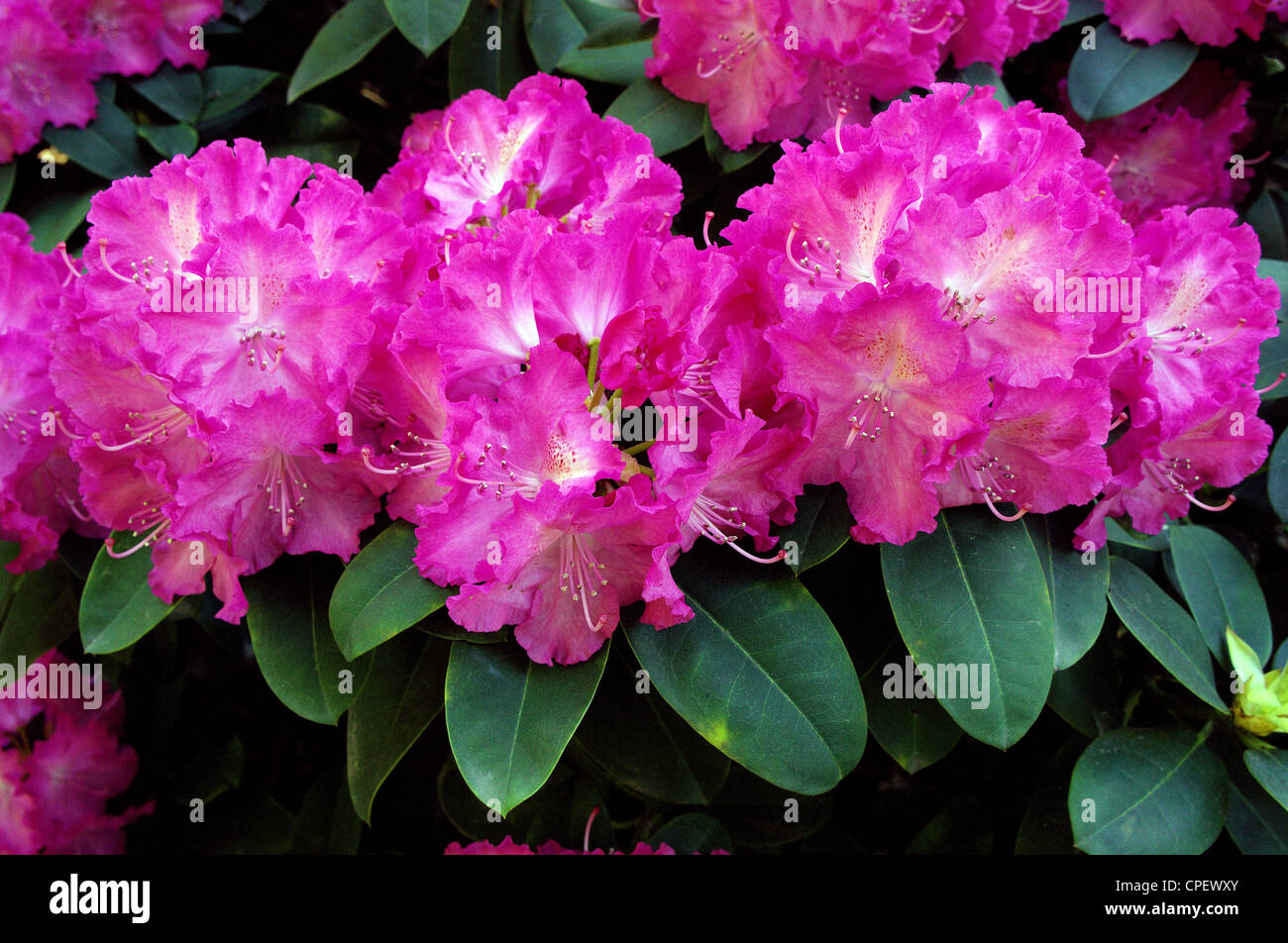 Purple rhododendron rich abundant blossom Rhododendron 'Germania' Stock Photo