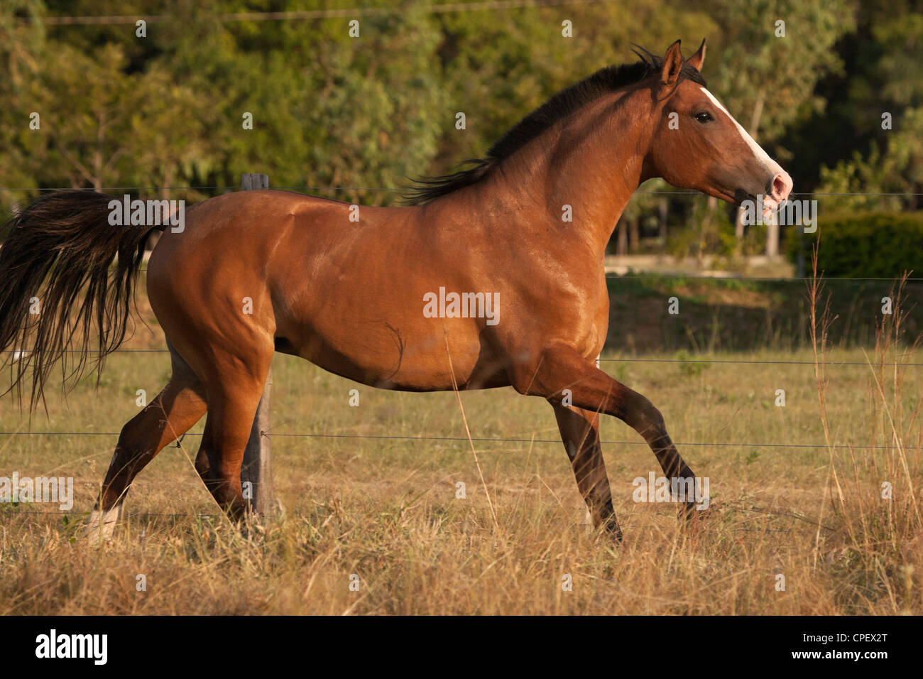 Pedigree horses hi-res stock photography and images - Alamy