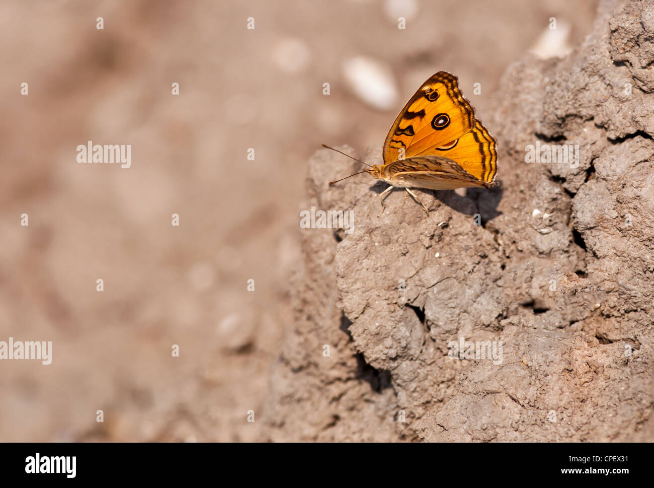 Peacock Pansy, Junonia almana, butterfly sitting on dried mud with both