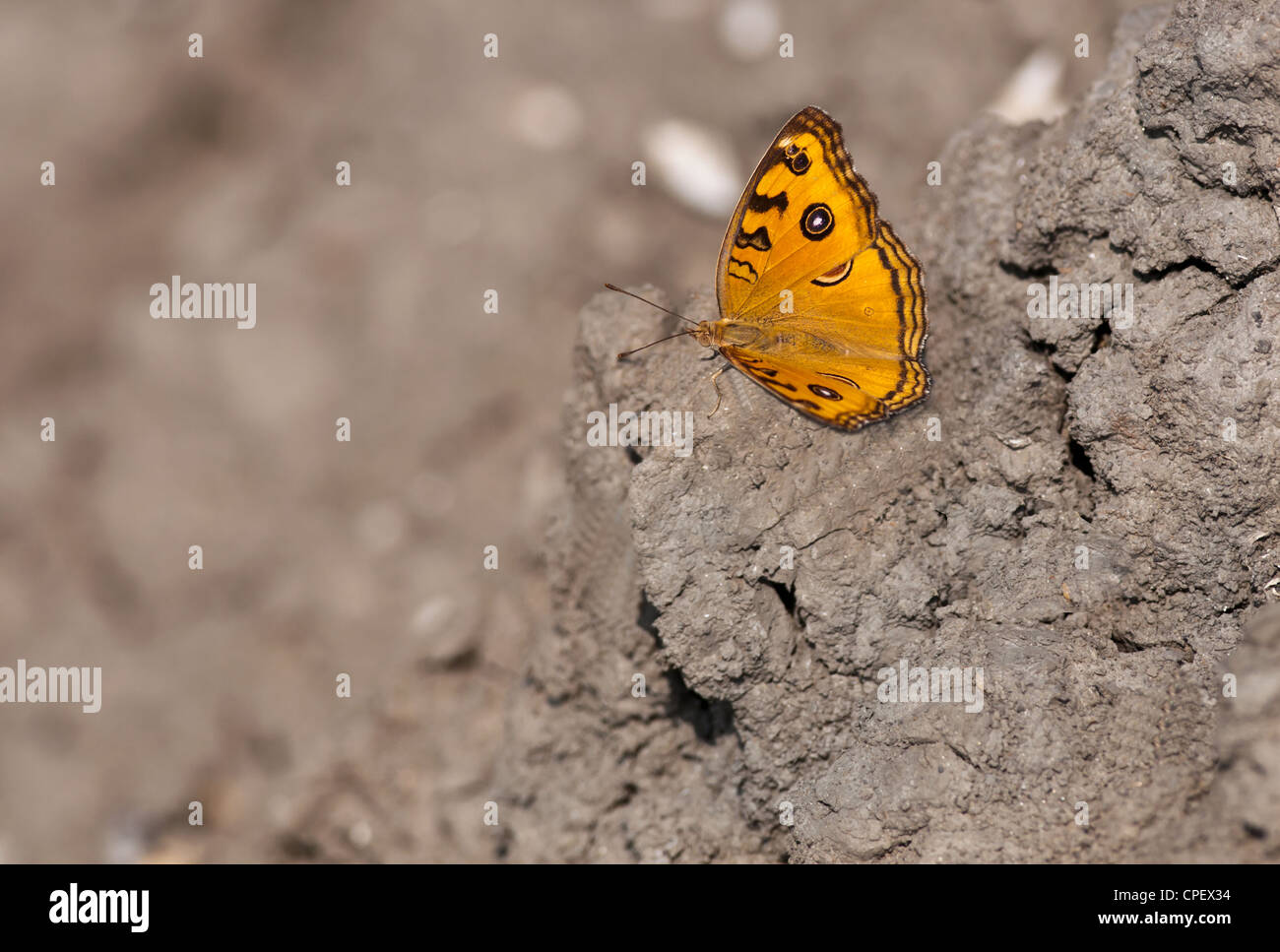 Peacock Pansy, Junonia almana, butterfly sitting on dried mud with both