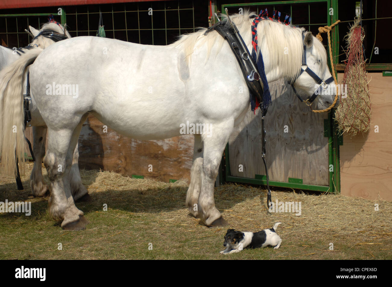 Heavy Horse Parade, Portsmouth, Hampshire, UK Stock Photo Alamy