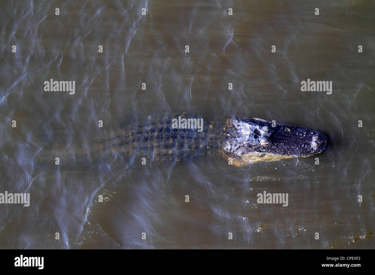 Florida Okeechobee Lake Okeechobee alligator overhead view water Stock