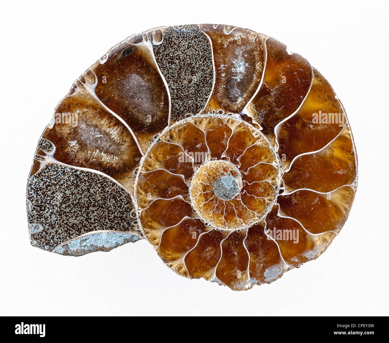 Ammonite section Stock Photo - Alamy