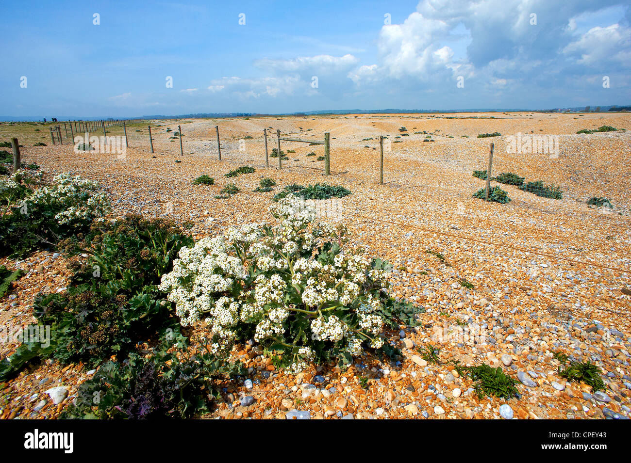 Rye Harbour Reserve and Sea Kale Stock Photo