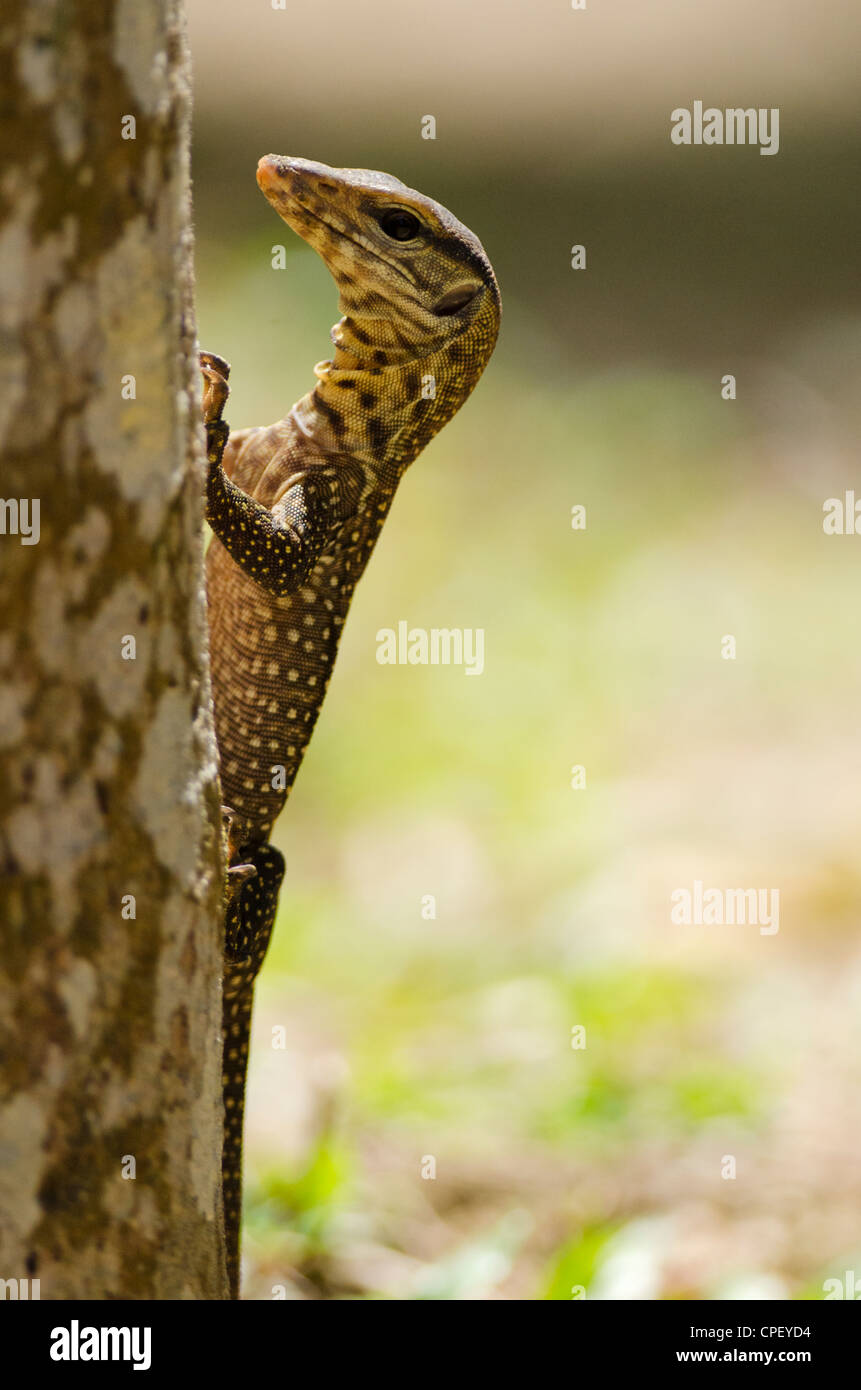 Small monitor lizard Stock Photo