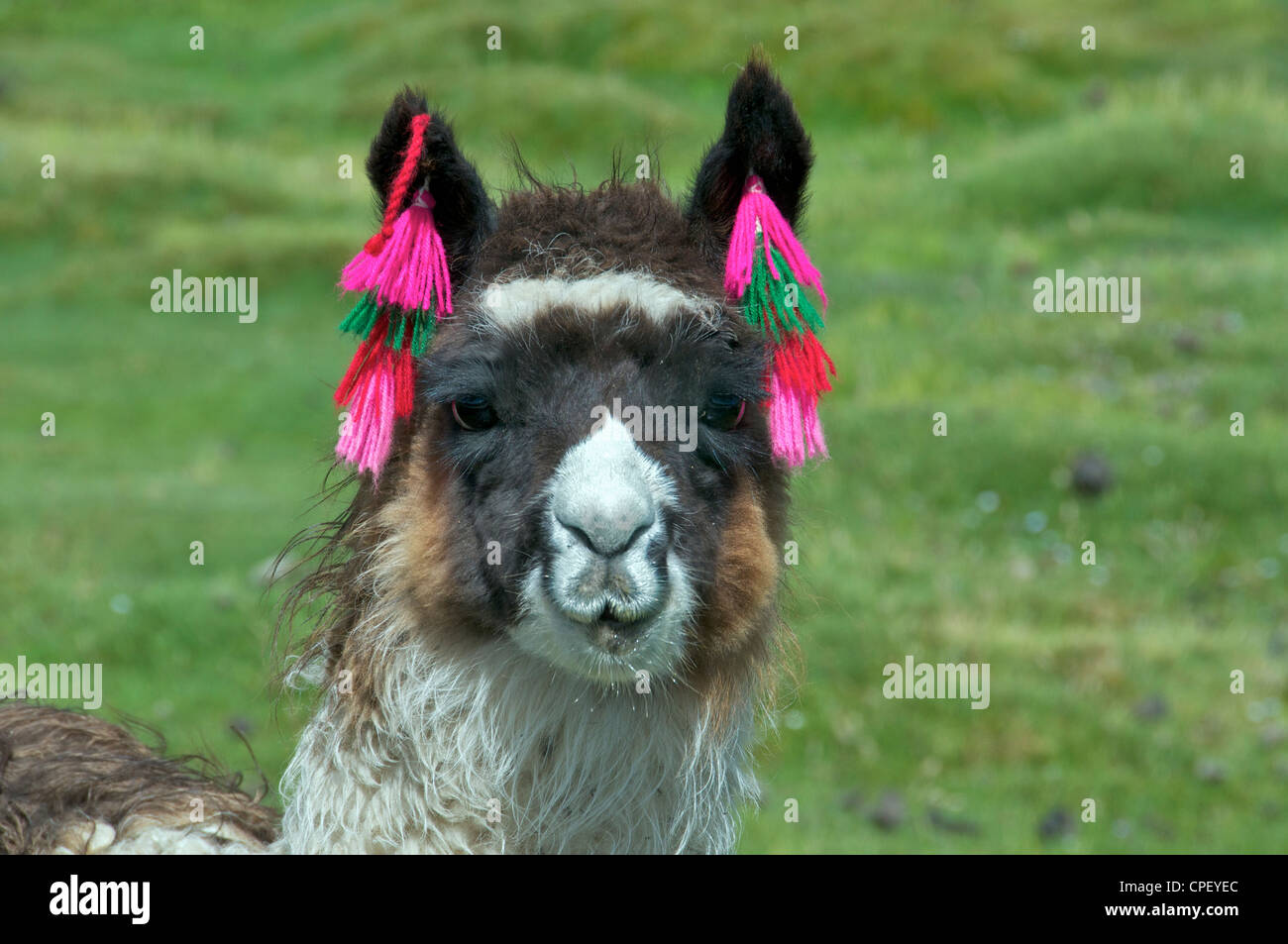 Close-up young llama Parque Nacional Lauca Northern Chile Stock Photo