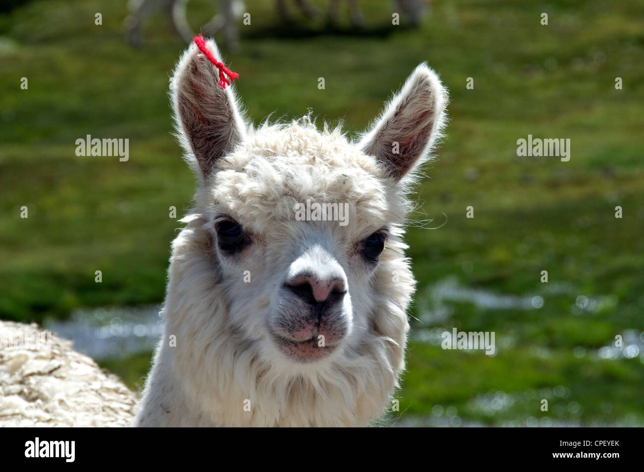 Close-up young white llama Parque Nacional Lauca Northern Chile Stock Photo