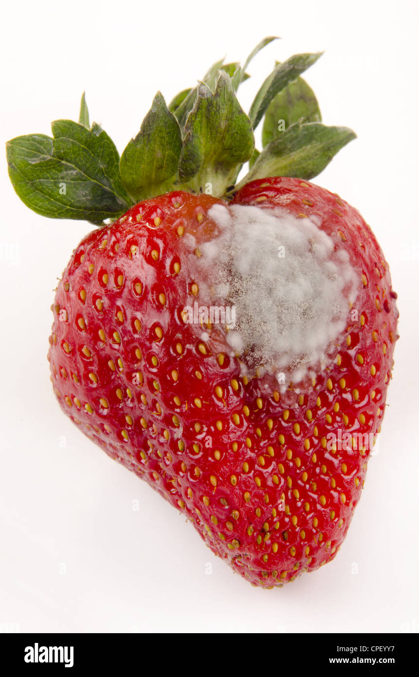 4,732 Strawberry Mold Images, Stock Photos, 3D objects, & Vectors