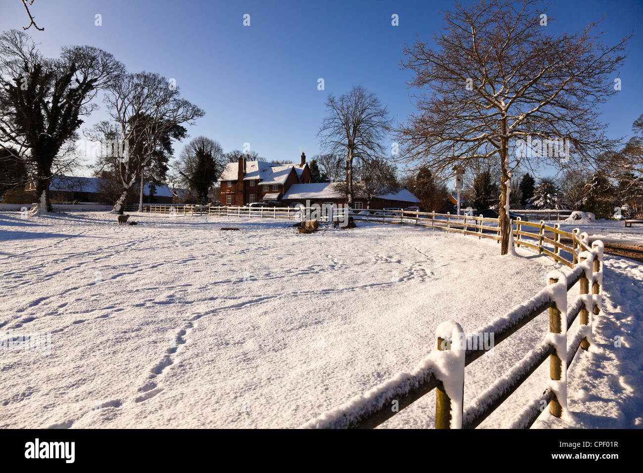 The Black Horse pub, Castle Rising, King's Lynn, Norfolk, UK on clear winter day with sheep feeding in the foreground Stock Photo