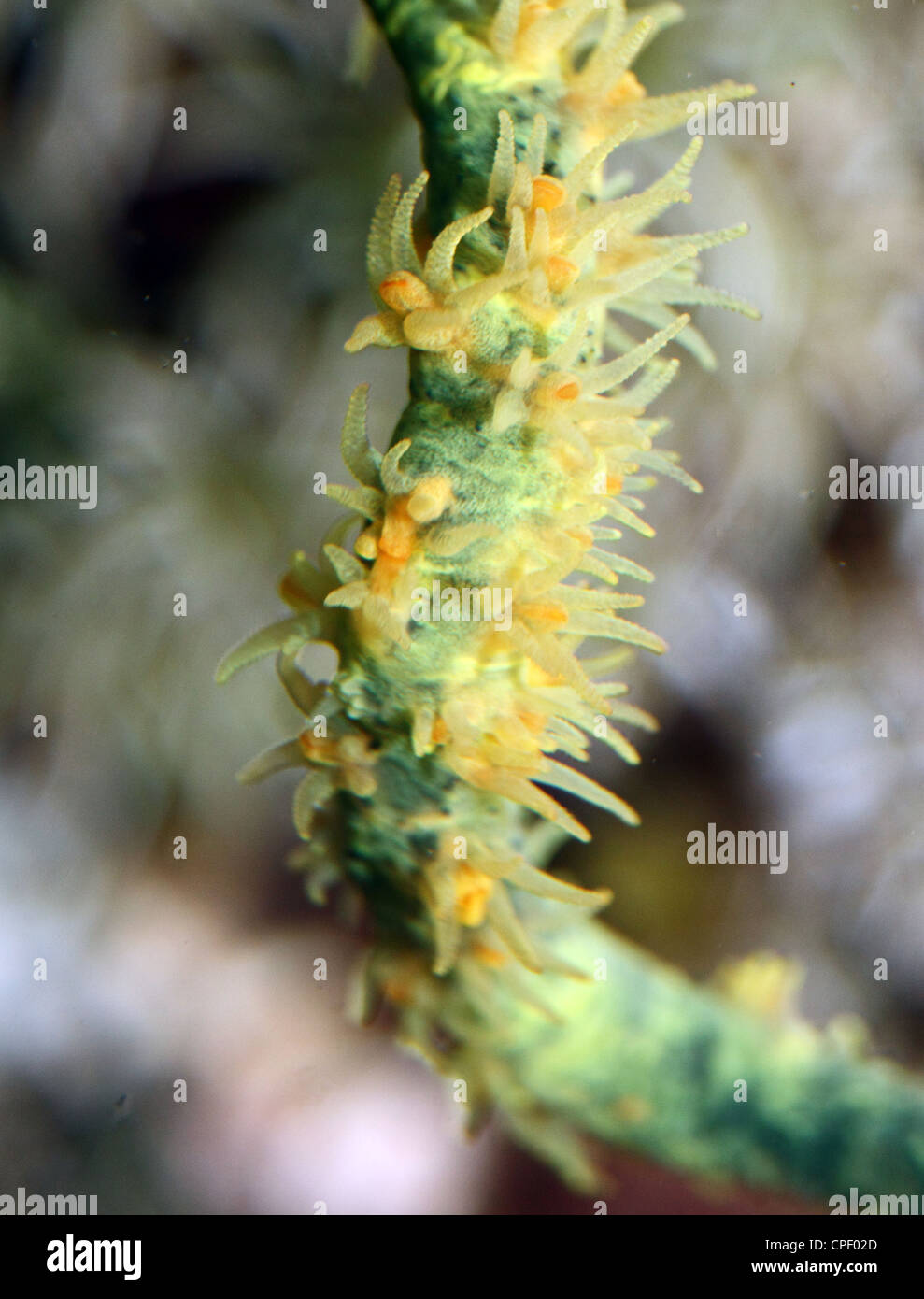 Spiral gorgonian hi-res stock photography and images - Alamy