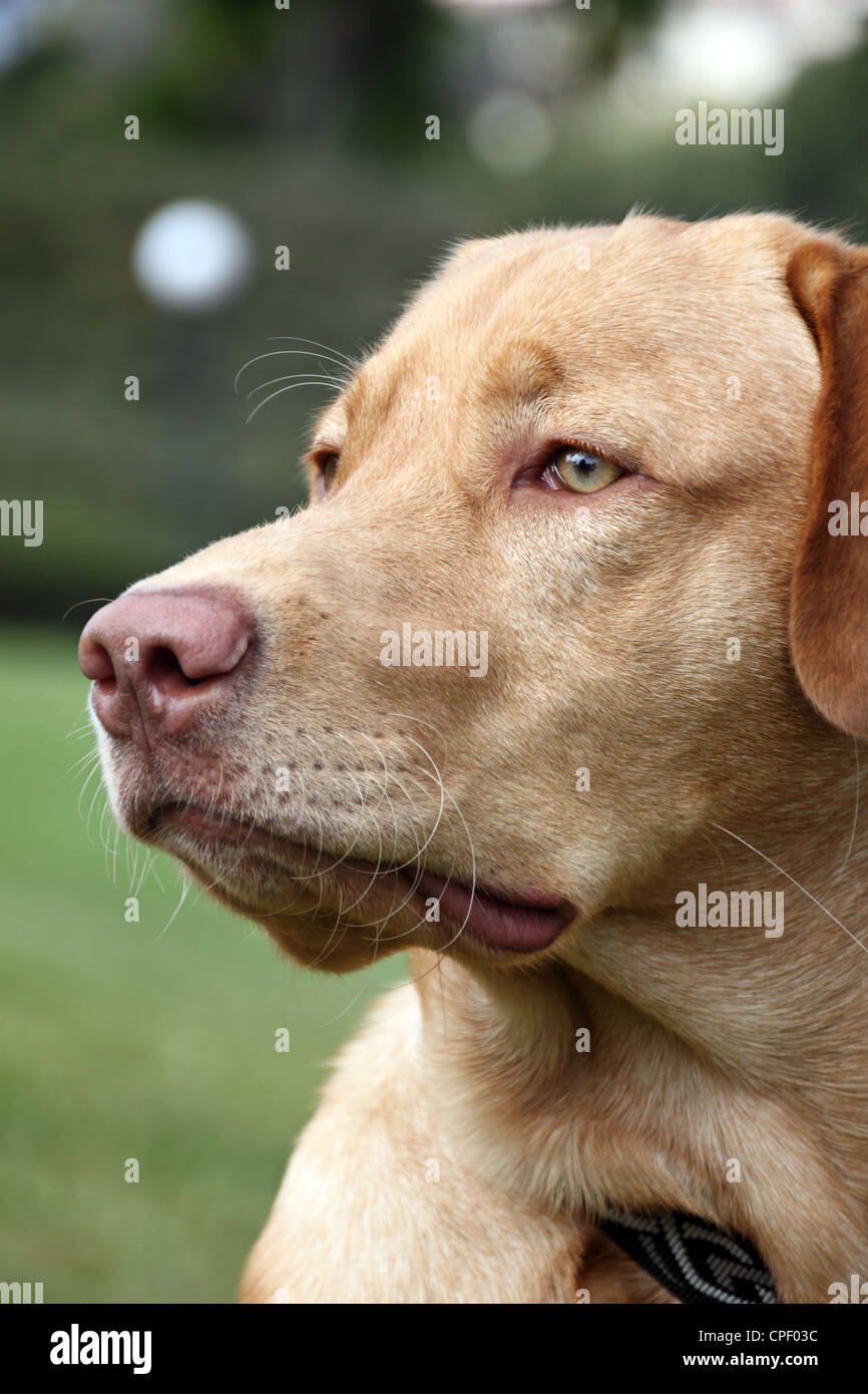 dudley yellow labrador