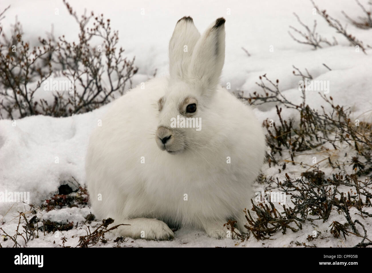 arctic hare bunny rabbit white Canadian north Stock Photo