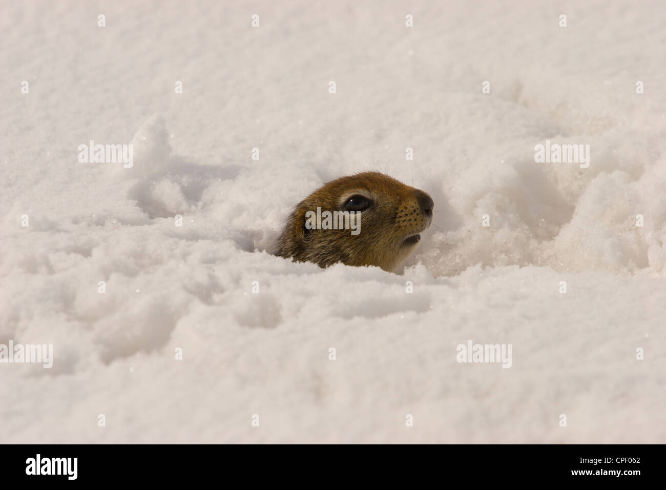 Canadian arctic animal siksik ground squirrel Stock Photo