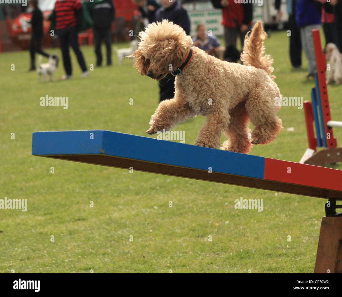 Poodle doing dog agility Stock Photo Alamy