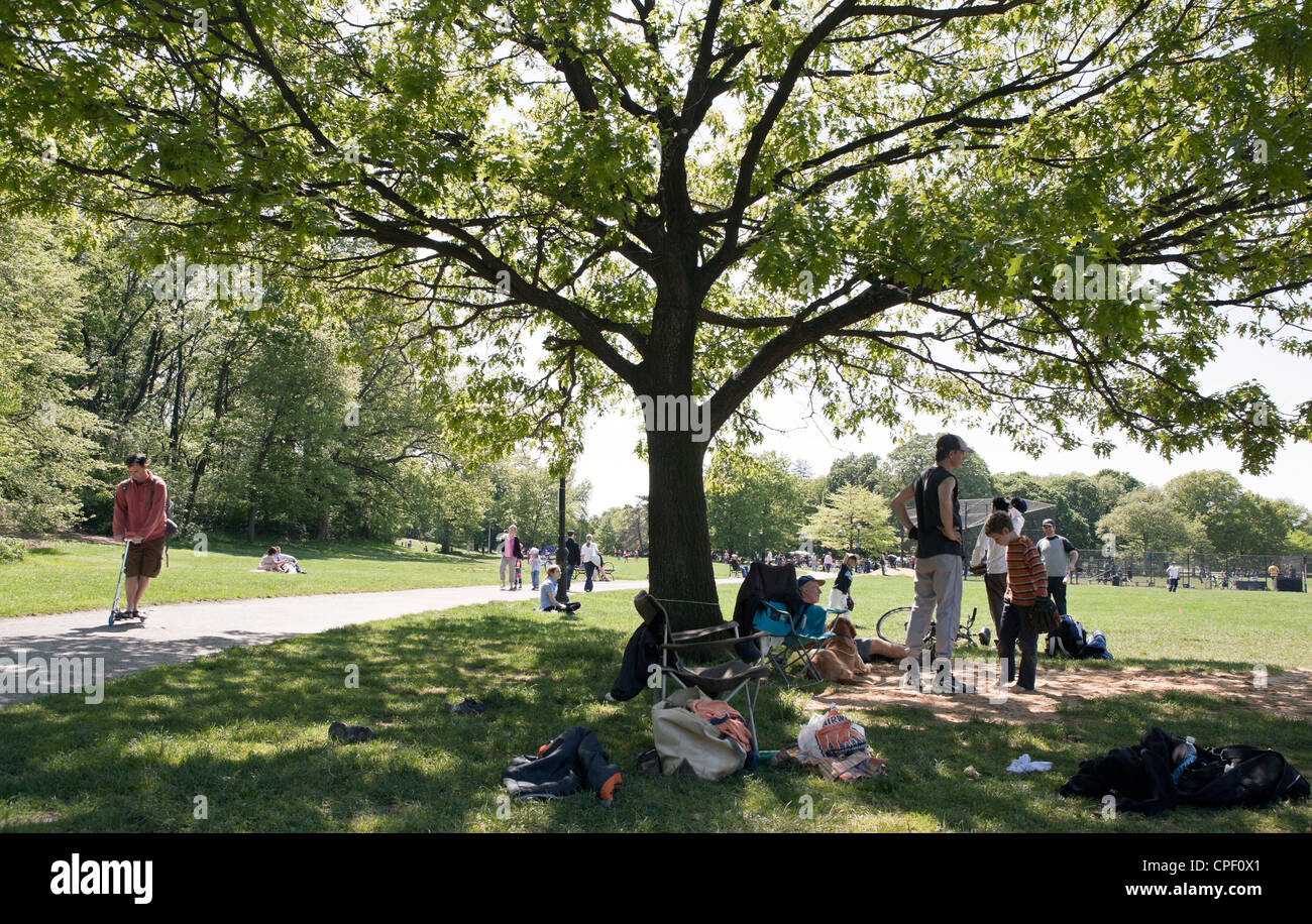 A tree in Prospect Park in Brooklyn provides shade for watching baseball games. Stock Photo