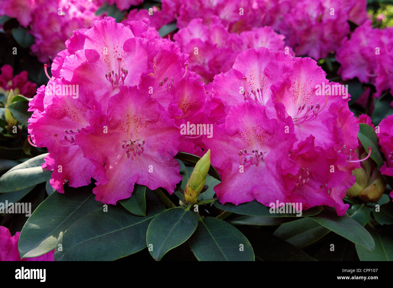 Purple rhododendron rich abundant blossom Rhododendron 'Germania' Stock Photo